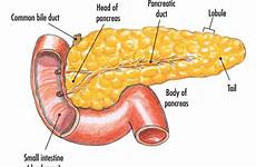 pancreas functions pancreatic organ insulin hormones igcse alimentary gland digestive diagrams islets fatal digestion intestine pancreatitis stomach duct tail amylase