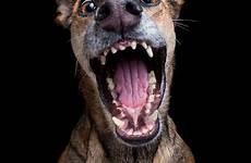 dog portraits vogelsang elke expressive photography animal dogs expressions blazepress pet