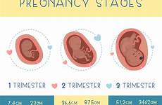 stages embrio fetal trimesters embryo markina zhanna