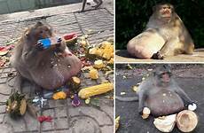 monkey uncle obese fat thailand food