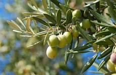 olivier arbre olives variété huile entretien jardin