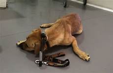 ilovedogsandpuppies dog recovery severely astonishing traumatized makes