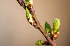buds tree spring victory resilience rising sprigs storm through publicdomainpictures