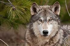animals wallpaper animal wallpapers wolf high wolves definition large wild timber 2759 wall winter english