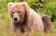 kodiak brown ours distinct mainland pardos bruns ursos continent distincte urso distintos continente marrom cub pixnio subspecies sow rests limb