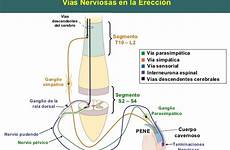 ereccion fisiologia yan nerviosas erección segmento