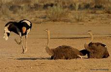 ostrich ostriches mating flightless nestlings fledglings