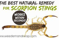 scorpion stings natural sting remedy scorpions solution weed weedemandreap stung bites when tell house correct know things two been