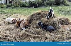 spotted goatling lie sheep goats deer hayloft farm