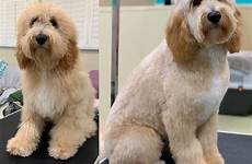 goldendoodle grooming mini haircut dog haircuts save
