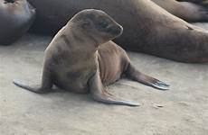 sea lion pup california zoochat dec