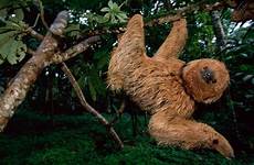 sloth sloths maned endangered bradypus torquatus toed treehugger predators vulnerable schafer kevin takepart