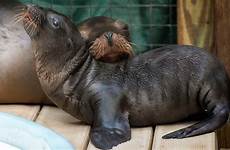 sea lion zoo houston pup born baby first welcomes 1994 since california furred flippered abc13