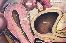 sex vagina penis cross illustration reproductive vaginal anatomy section inside diagram cervix female system mystery medical intercourse sexual scientific human