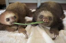 sloth toed hoffmanns orphans eszterhas suzi animales sloths graciosos 6th