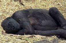 gorilla pregnant zoo calgary