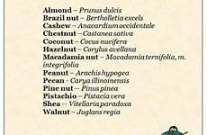 latin names name meaning given nuts history meanings popularity find