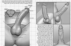 penis tutorial hentai ktora draw another drawing cock pussy tumblr sex foundry tutorials men