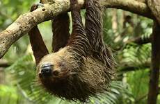 sloth rainforest wwf threats mammals reptiles close