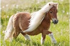 horse falabella