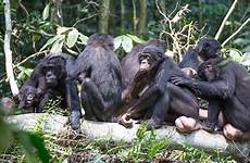 bonobo bonobos congo matriarchs luo