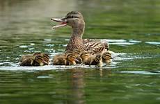 mallard mother duck water ducklings stock