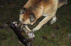 chien manger salmonella pixnio senses hormonas doogweb