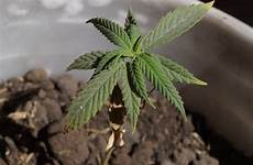 rot marijuana growyour420 prevent