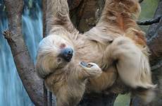 sloth toed canaima parque nacional sloths choloepus hoffmann ecured linnaeus representing consist perezoso