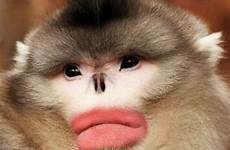 monkeys snub nosed tibet strange endangered botox