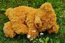 stuffed bear funny teddy animal sweet cute bears toy dog mammal play plush soft toys children purry poodle chill meadow