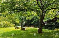 corniolo dogwood albero flowering fioritura sotto bloeiende parkbank onder lonely shadows branches