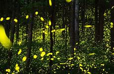 firefly fireflies smoky synchronous flies smokies canceled pleased festivals bioluminescence bug blink