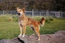 dingo dingoes wandi trimble shari rememberthewild