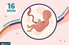 16 week weeks pregnant pregnancy baby development symptoms gif verywell verywellfamily mariner bailey