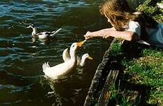 feeding ducks freeimages stock