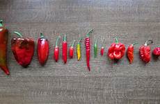 peppers hottest mildest comments gardening