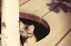 fox baby animals foxes beautiful cute babies creatures adorable living there choose board