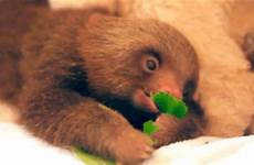 sloth baby gif animal eating animals gifs lettuce cute hungry chewing sloths gifrific cutest ever giphy food
