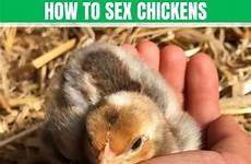 chickens rooster hen determine sexing tf