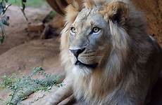 lion african zoo atlanta animal