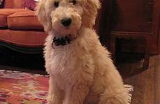goldendoodle grooming teddy goldendoodles styles haircut labradoodle meowlogy aussiedoodle groom labradoodles yes