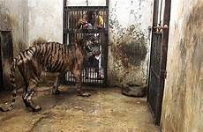 zoo animals zoos kebun binatang terlantar kooi hewan dierentuin zoologicos maltrato president overcrowding leeuw harimau kbs bandung dieren cruelty animali