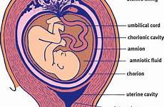 pregnancy anatomy development mcat biology figure early embryogenesis schoolbag info
