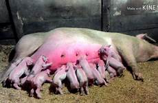 babi anak induk melahirkan