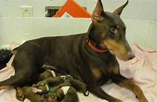 doberman pups boxer cbc mom adopts litter adopted cares gigi six her lynn