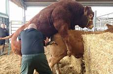 semen collection sperm farm cattle red bull stud animals electroejaculation breeding sample