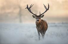 stags red winter deer stag roaring wallpaper forest