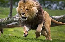 leon leones león informacion lion selva