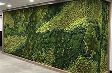 moss walls green wall mosswall